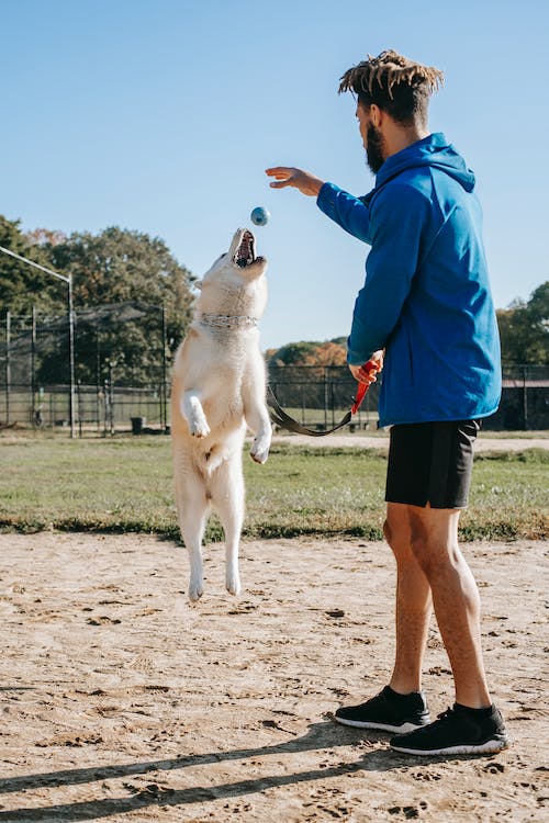 Sierra Canine: Dedicated Dog Trainer Offers Top-Tier Canine Education